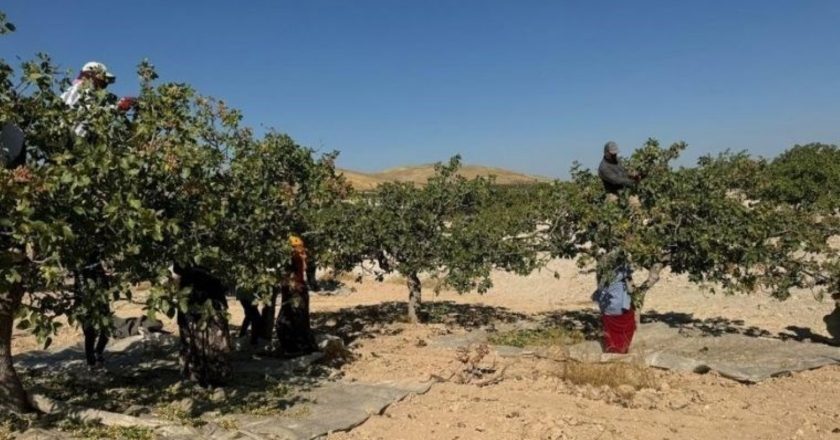 Şanlıurfa'da “yeşil altın” koleksiyonu başladı: Tarlada 200 TL'ye satılıyor – Son Dakika Hayat Haberleri