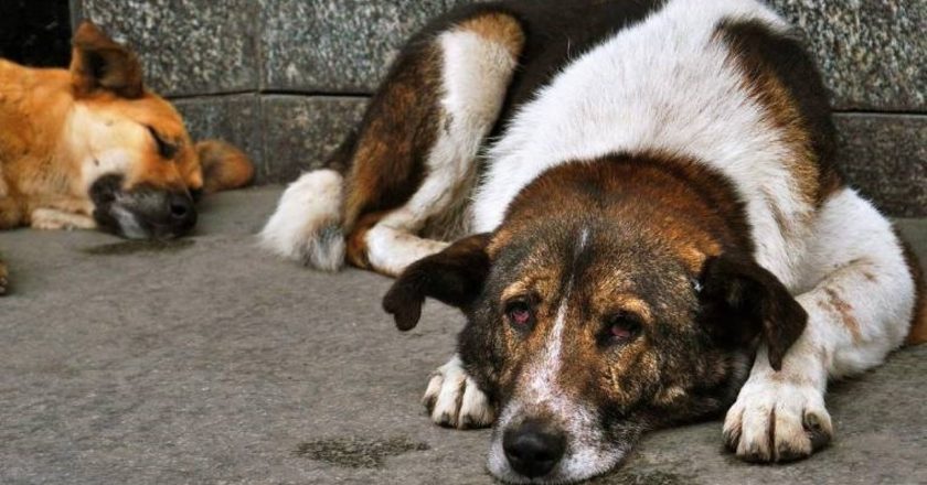 Uzmanlar Açıkladı: Köpeğiniz Depresyonda Olabilir – Son Dakika Hayat Haberleri