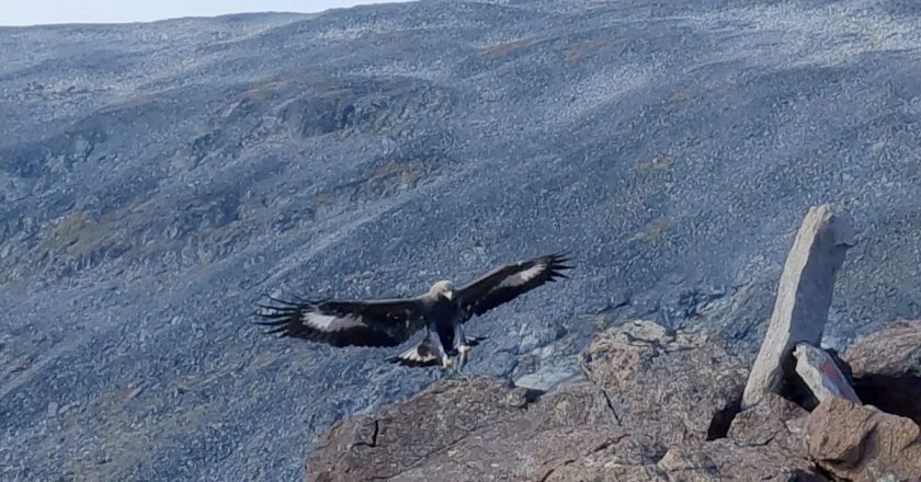 Norveç'te bir haftada 4 kişiye saldıran kartal öldürüldü