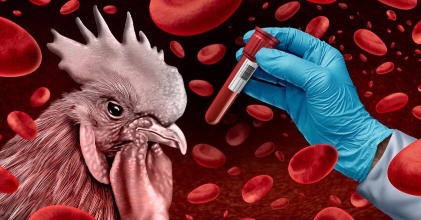 Kuş gribi alarmı! Yüksek riskli bölgelerde kümes hayvanları kapatılacak: “Küresel bir sorun haline geliyor”