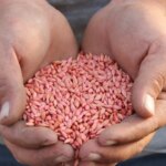 Çorum’da ‘güz ekimi’ başladı: Hasat 2026’da – Son Dakika Yaşam Haberleri