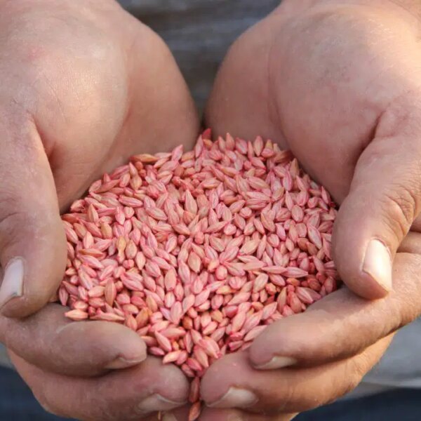 Çorum’da ‘güz ekimi’ başladı: Hasat 2026’da – Son Dakika Yaşam Haberleri