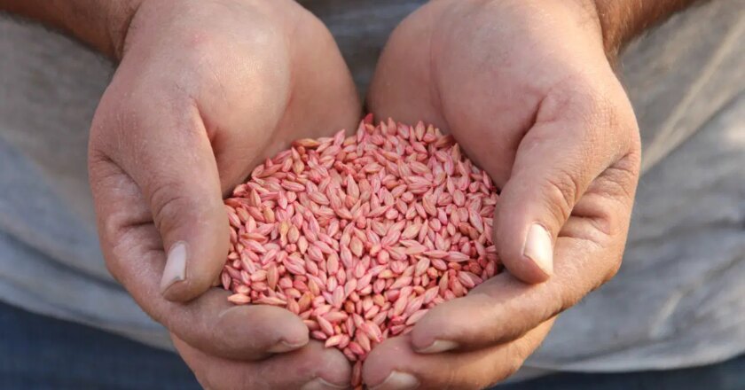 Çorum’da ‘güz ekimi’ başladı: Hasat 2026’da – Son Dakika Yaşam Haberleri